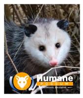 Humane Possum Removal Inala image 9